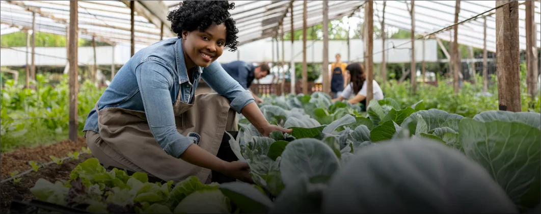 Nutrição do Solo para Cultivo de Hortaliças e Folhosas
