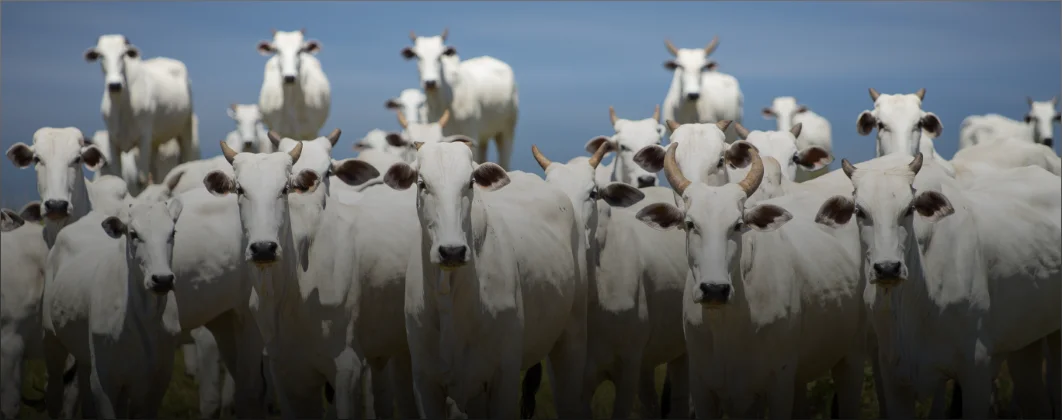 Inseminação Artificial em Tempo Fixo