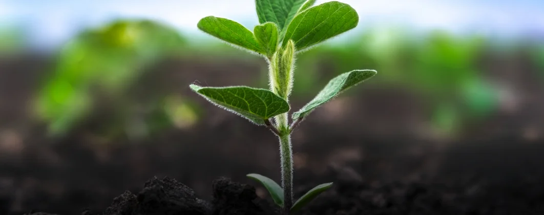 Nutrição do Solo para Cultivo de Soja