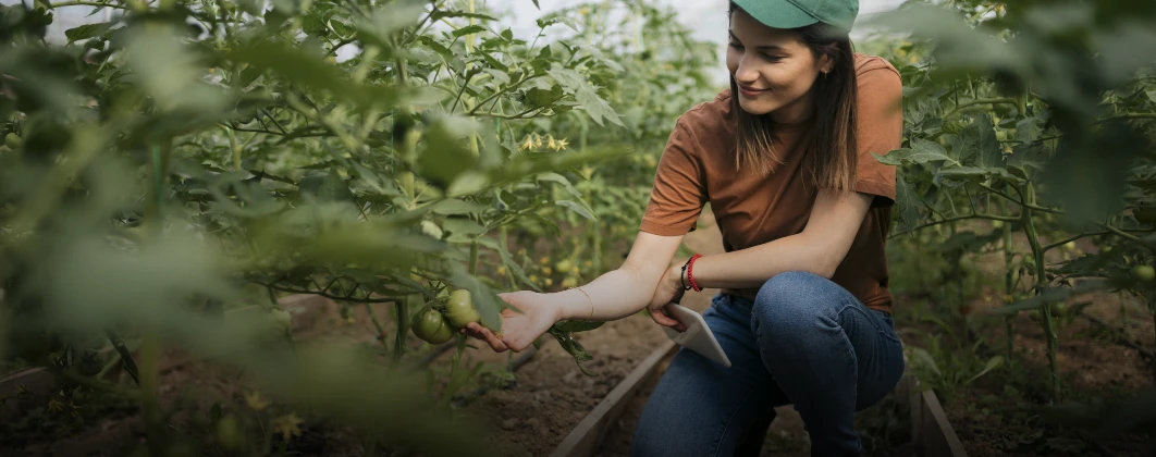 Nutrição do Solo para Cultivo de Tomate