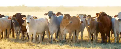 Curso Inseminação Artificial em Tempo Fixo Senar Goiás