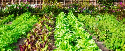 Cultivo e producao de hortas