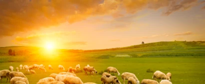 Componente Animal nos Sistemas de ILPF