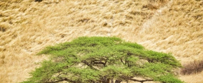 Particularidade dos Sistemas ILPF nos Biomas Brasileiros min