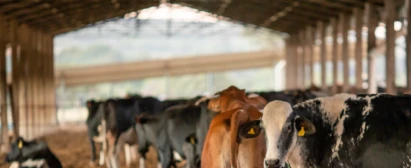 Curso SENAR Goiás Boas Práticas Agropecuárias para Queijarias Artesanais