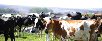 Curso SENAR Goias Gestao de Indicadores Tecnicos Bovinocultura de Leite