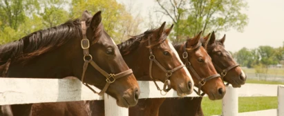 Curso horsemanship portal ead senar goiás