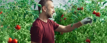 Curso-Nutrição-do-Solo-para-Cultivo-de-Tomate-Senar-Goiás
