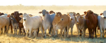 Curso Inseminação Artificial em Tempo Fixo Senar Goiás
