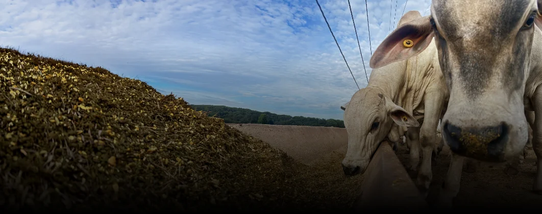 Balanceamento de Rações para Ruminantes