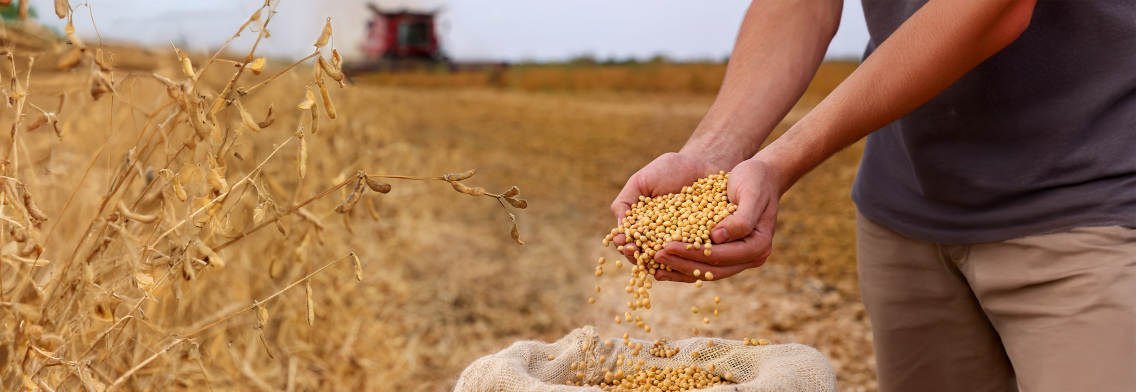 Pós-colheita: cuidados para reduzir perdas e aumentar a rentabilidade