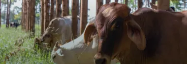 Sistema ILPF: entenda cada um dos seus componentes