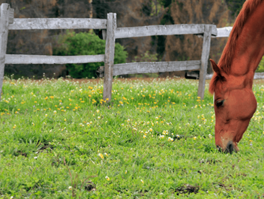 5 bons conselhos para quem lidera uma propriedade no campo 5 bons conselhos para quem lidera uma propriedade no campo