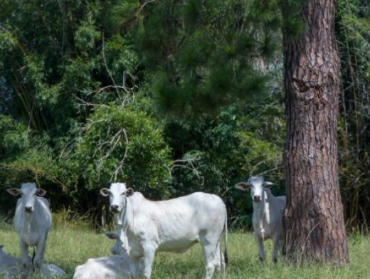 #Agroforte: Aumenta a contratação de crédito rural #Agroforte: Aumenta a contratação de crédito rural