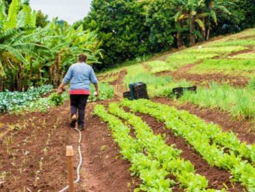 Agropecuária é a maior parceira do meio ambiente Agropecuária é a maior parceira do meio ambiente