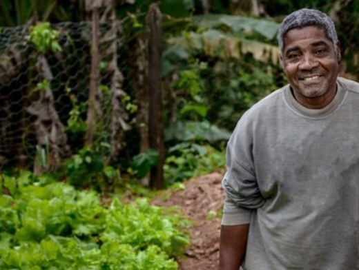Agrofloresta é produção sustentável e está revolucionando o agronegócio Agrofloresta é produção sustentável e está revolucionando o agronegócio