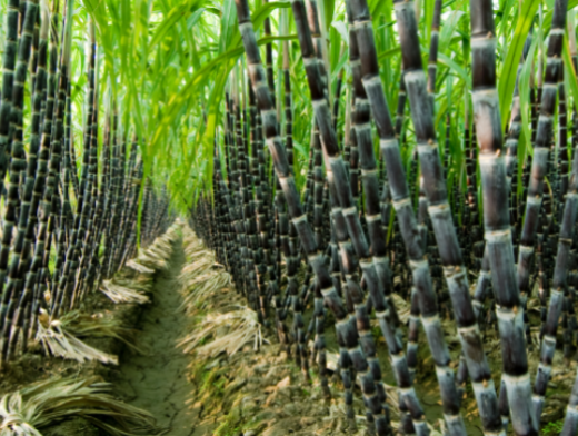 Brasil prevê aumento de 3,6% na produção de cana-de-açúcar Brasil prevê aumento de 3,6% na produção de cana-de-açúcar